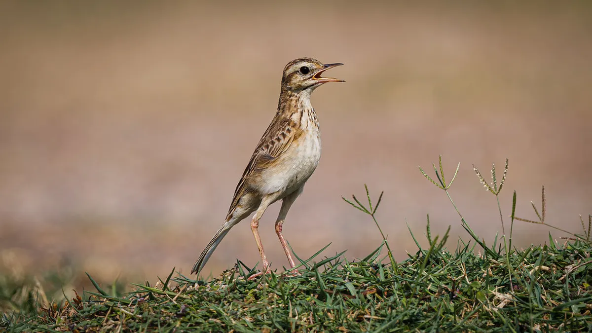 Winter Walking Conditions in Peso da Régua