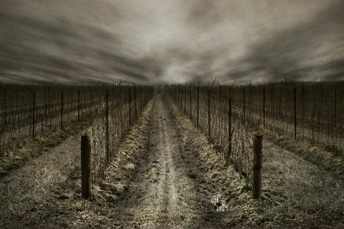 Best Vineyard Views at Quinta da Roêda Trails