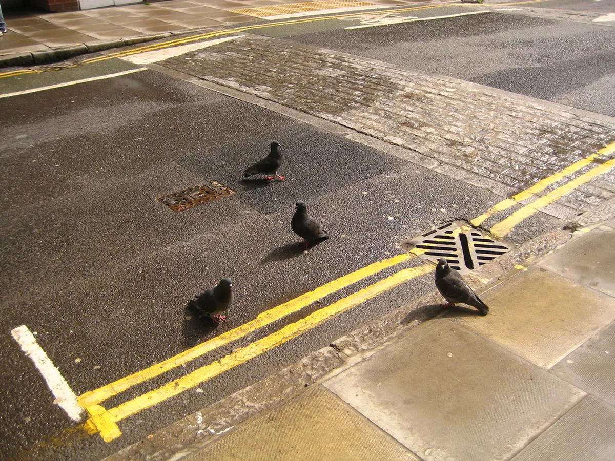 Bird Watching Hotspots Along the Sagres Peninsula