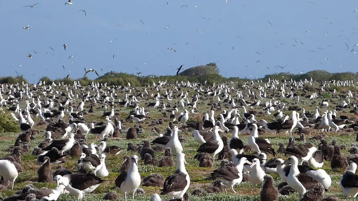 Rare Birds to Spot While Walking Sagres Cliffs