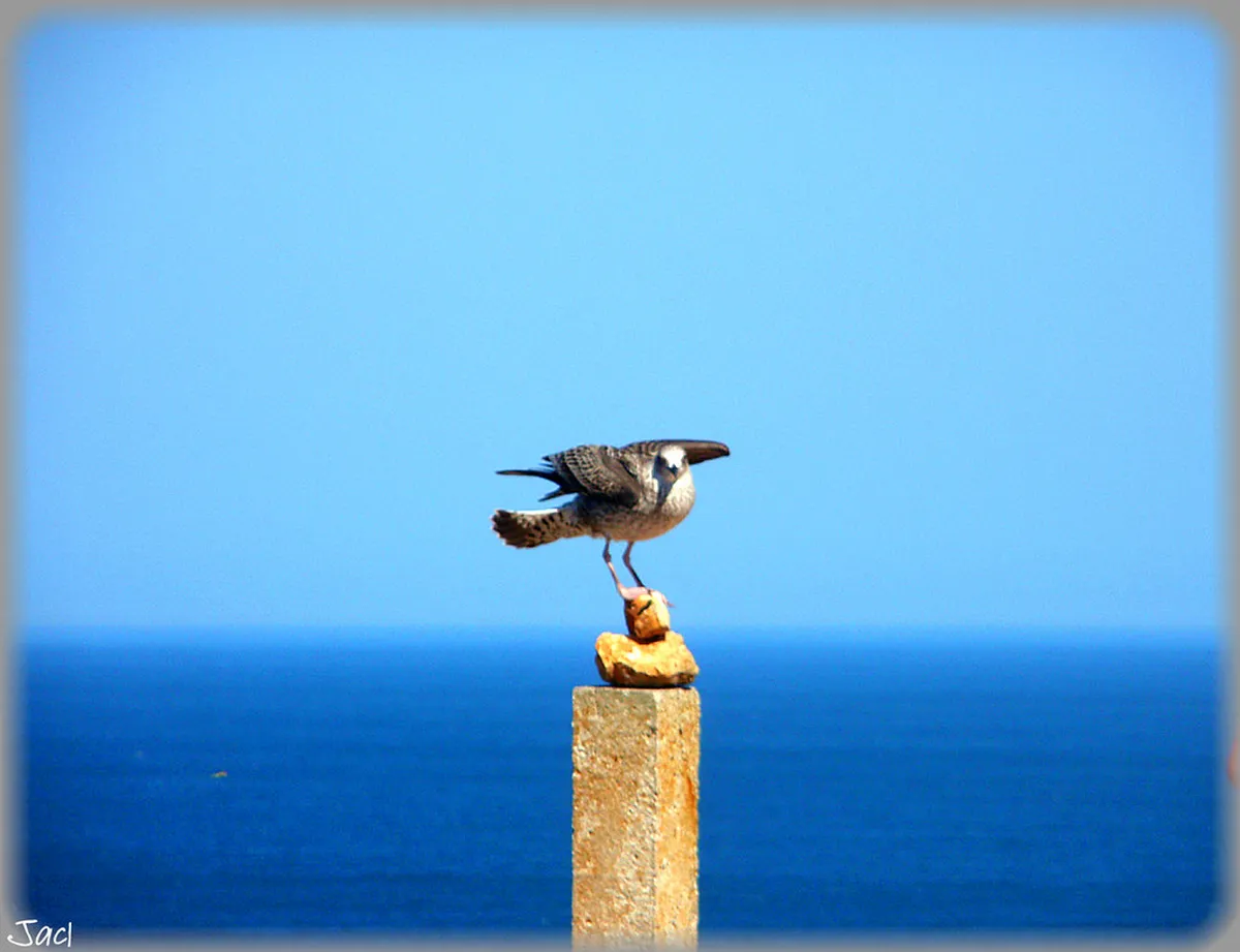 Sagres Coastal Bird Watching Walks: A 2026 Guide