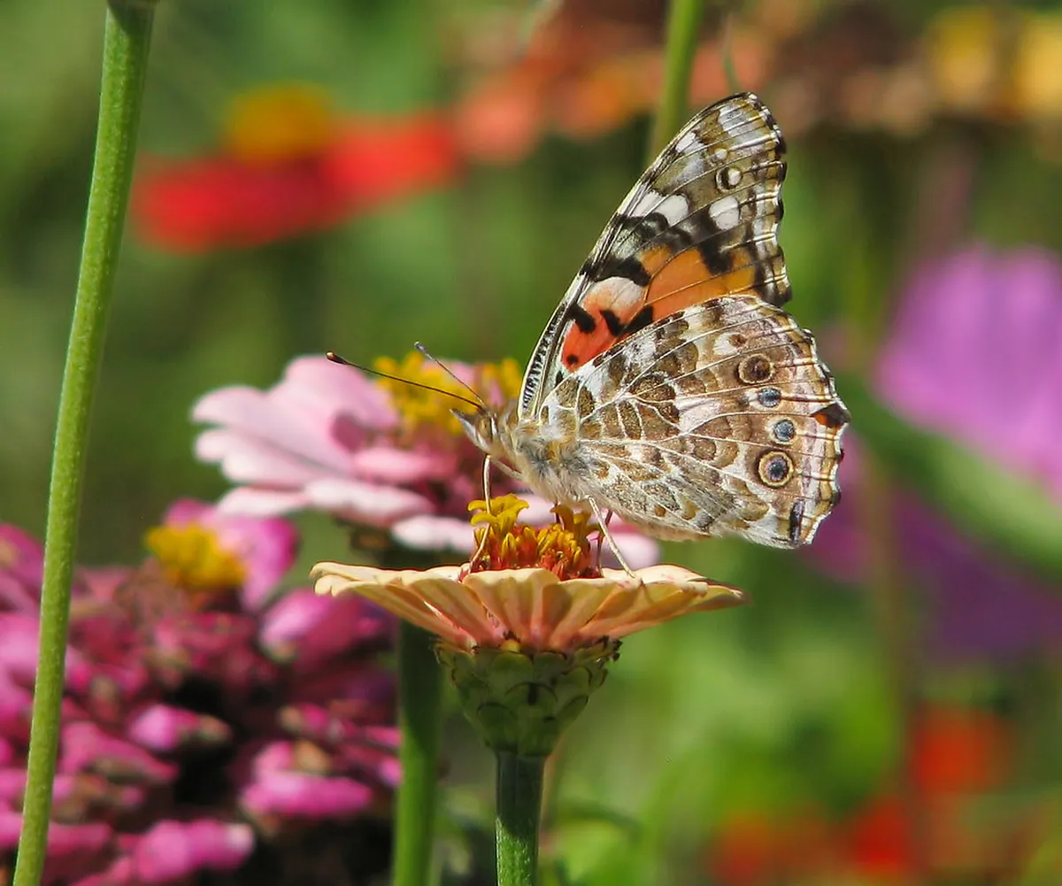 When to See Wildflowers on Sagres Walking Paths