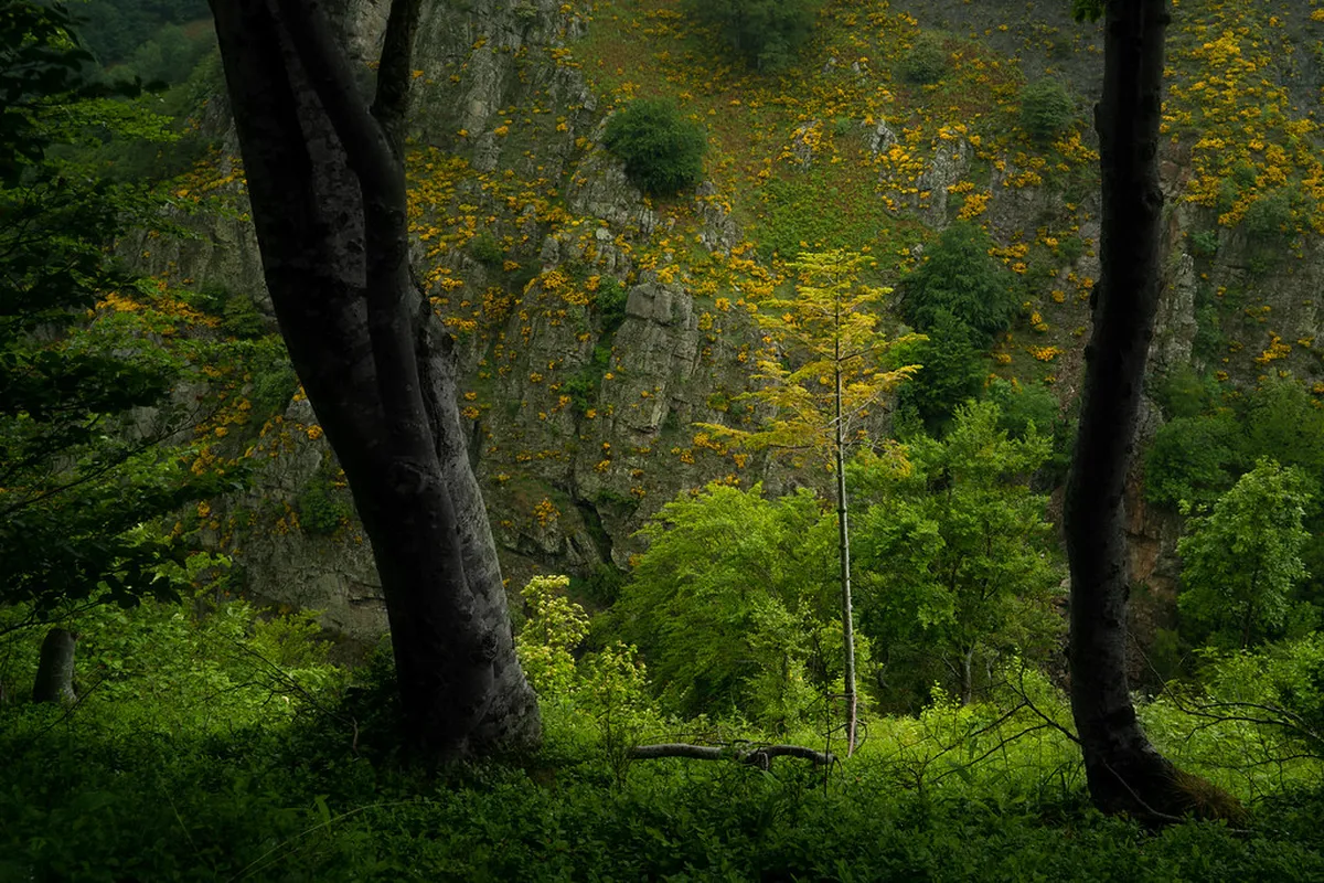 Exploring the Mystical Woods of Sintra Hills: 2026 Guide