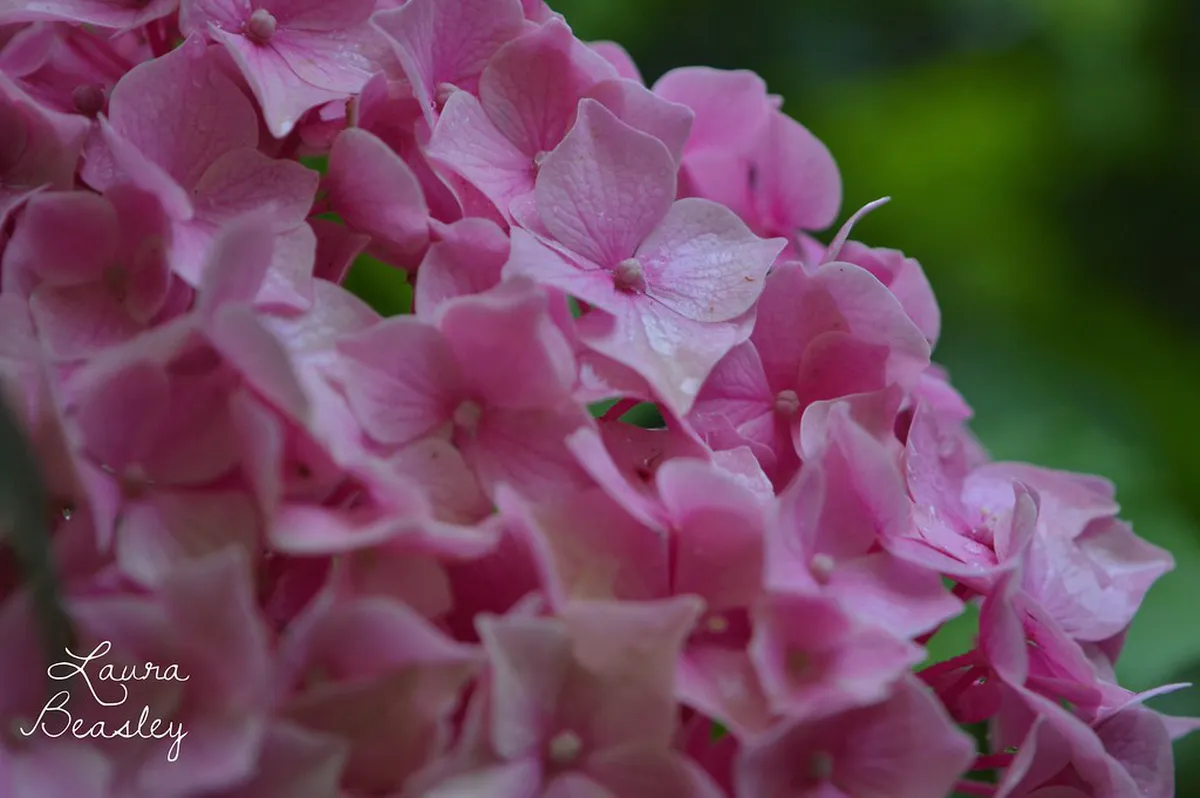 Walking through Quinta da Regaleira Gardens: 2026 Guide