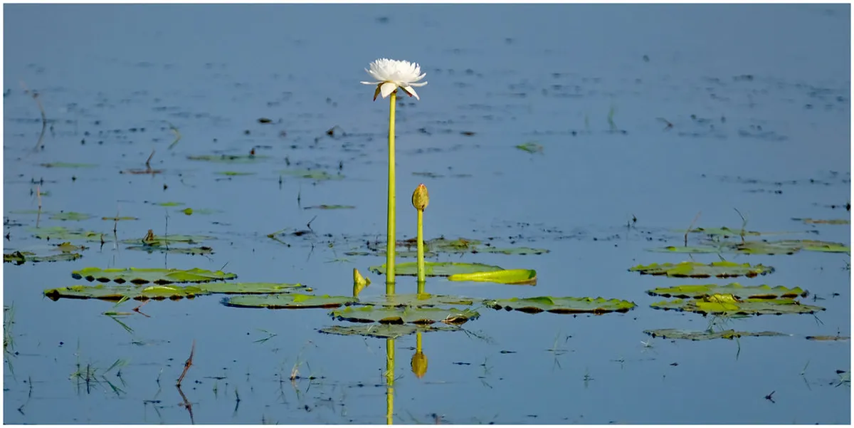 5 Scenic Picnic Spots in Fontelo Park