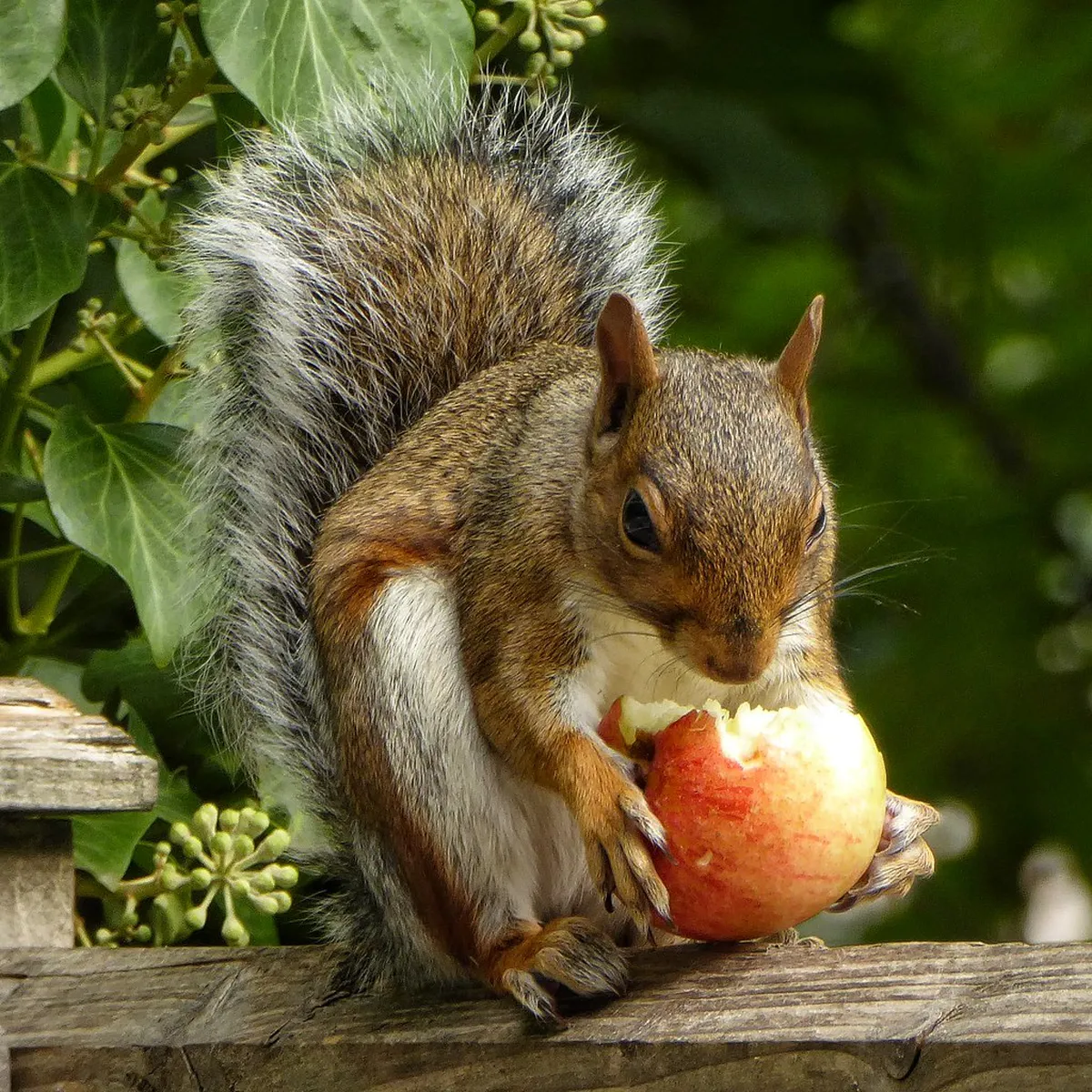 Self Guided History Walk in Viseu: 2026 Guide