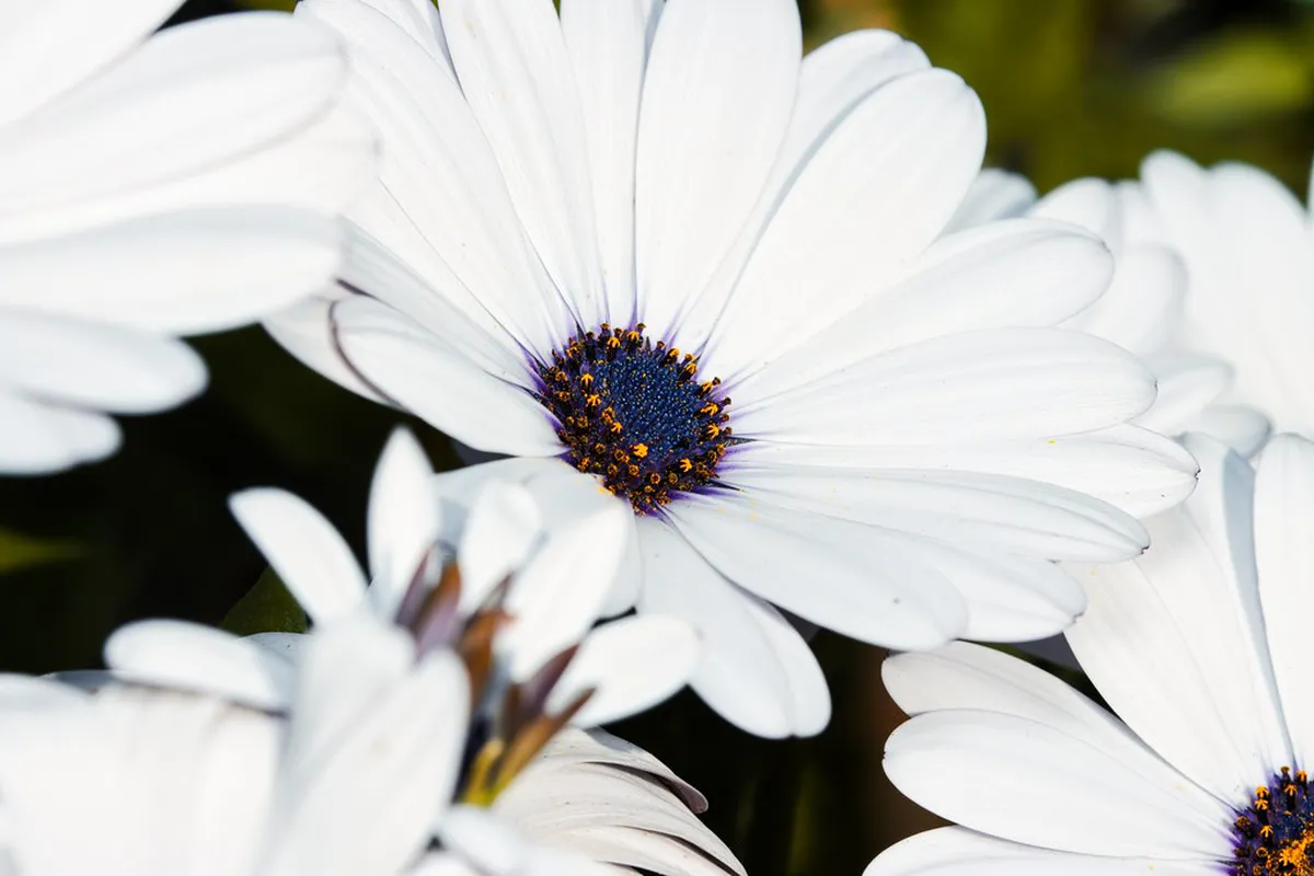 Seasonal Blooms in Basel Public Garden Walks