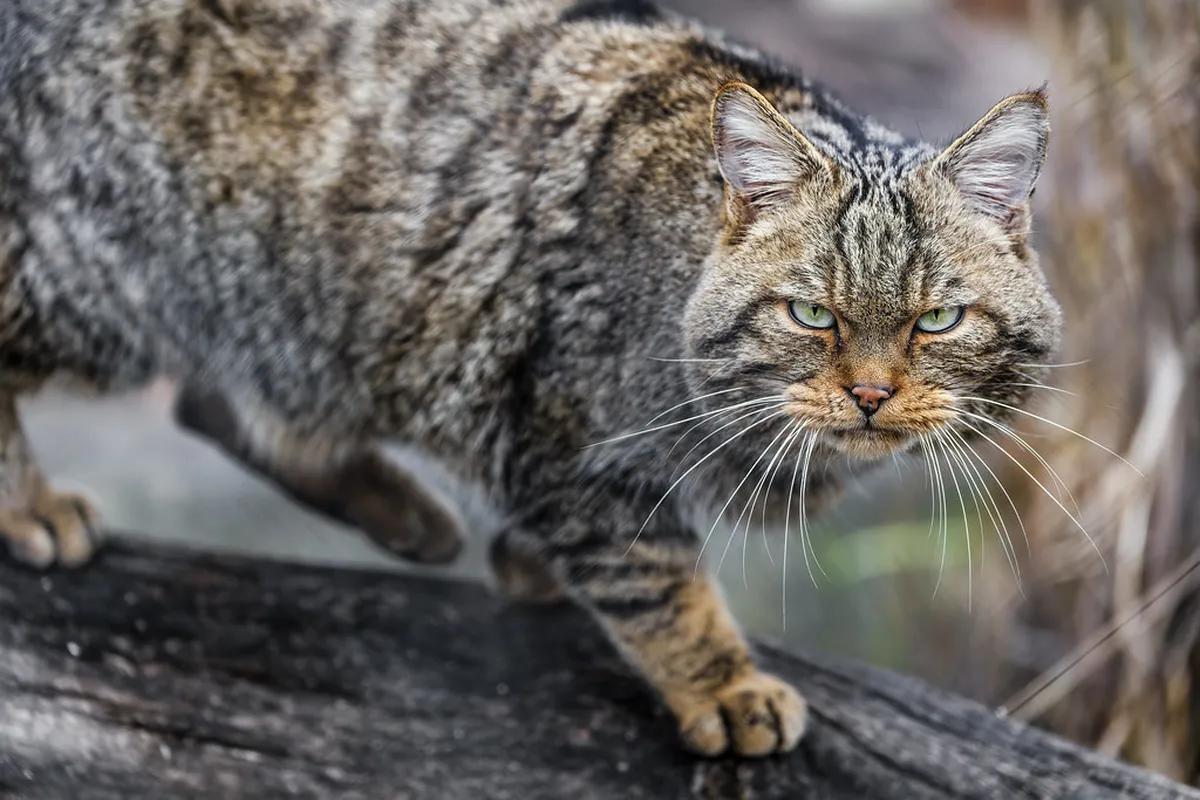 Bern Winter Walking Guide 2026: Explore Snowy Bern