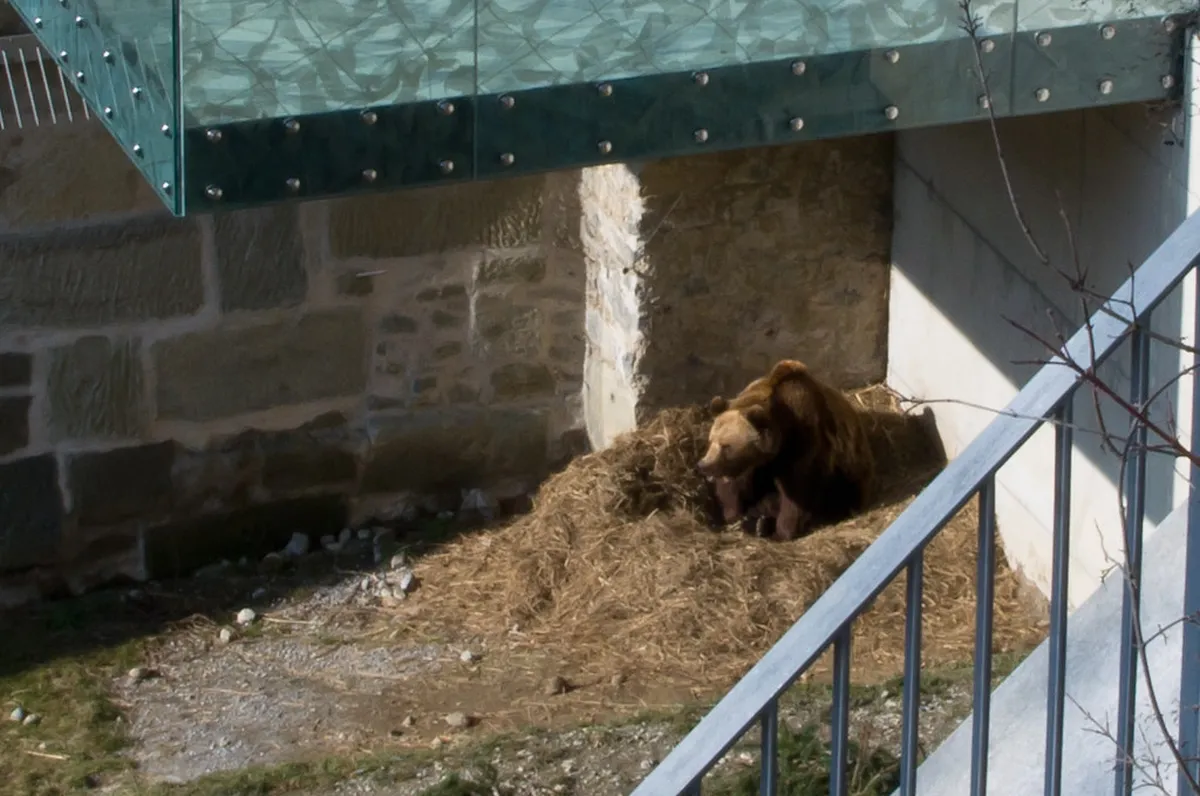 How to See Bears in Bern: 2026 Guide