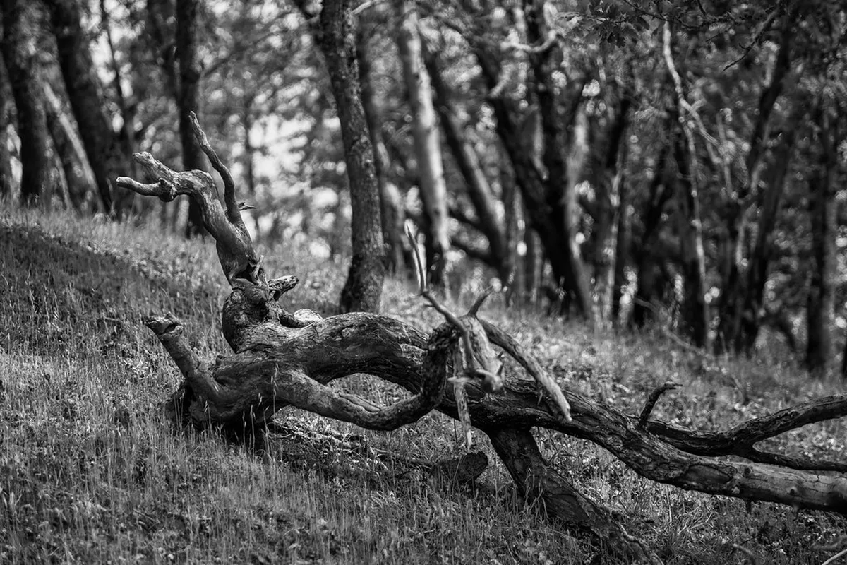 What to See on Gurten Walks: Best Views in Bern