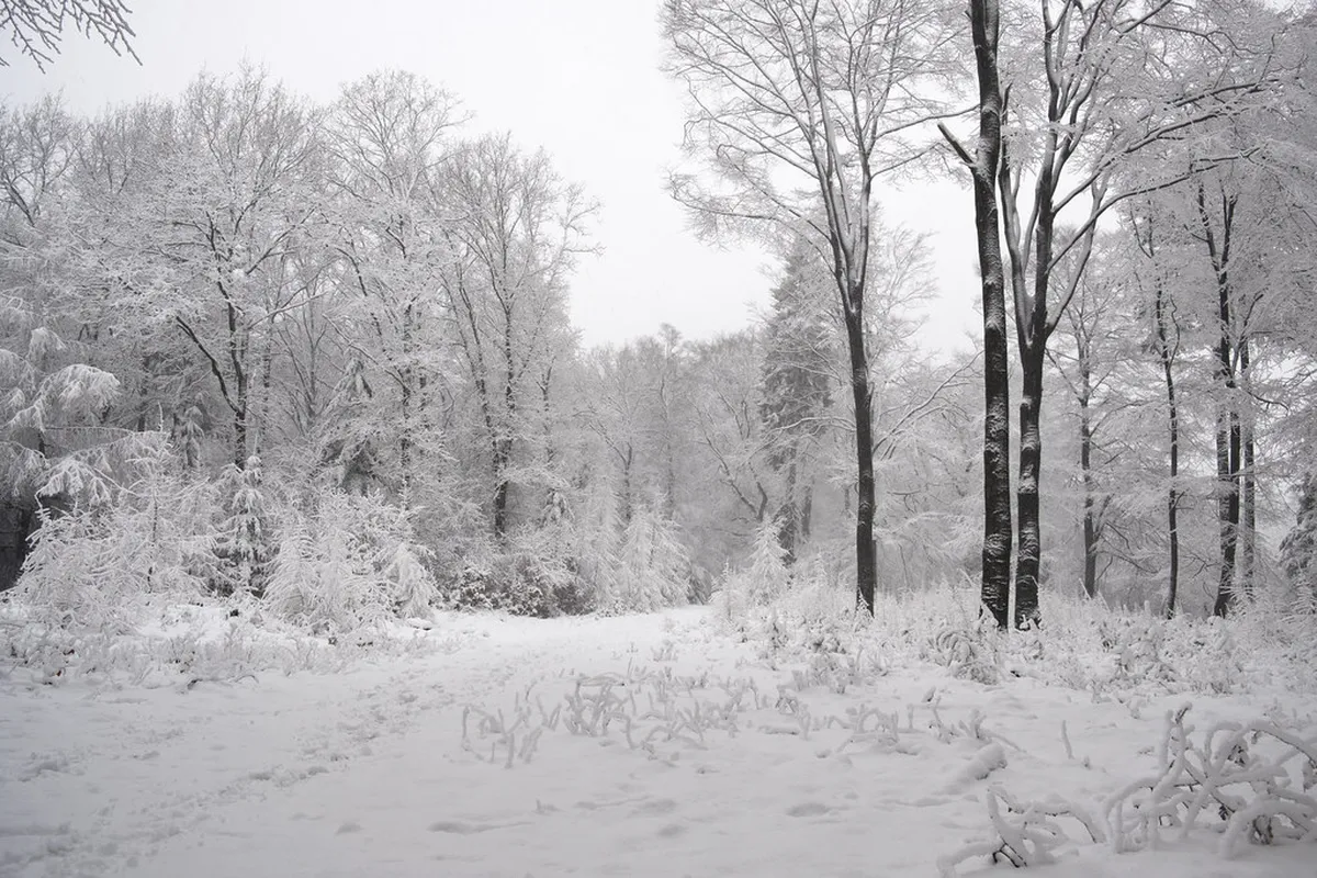 Winter Walking Trails on Gurten Bern: 2026 Guide