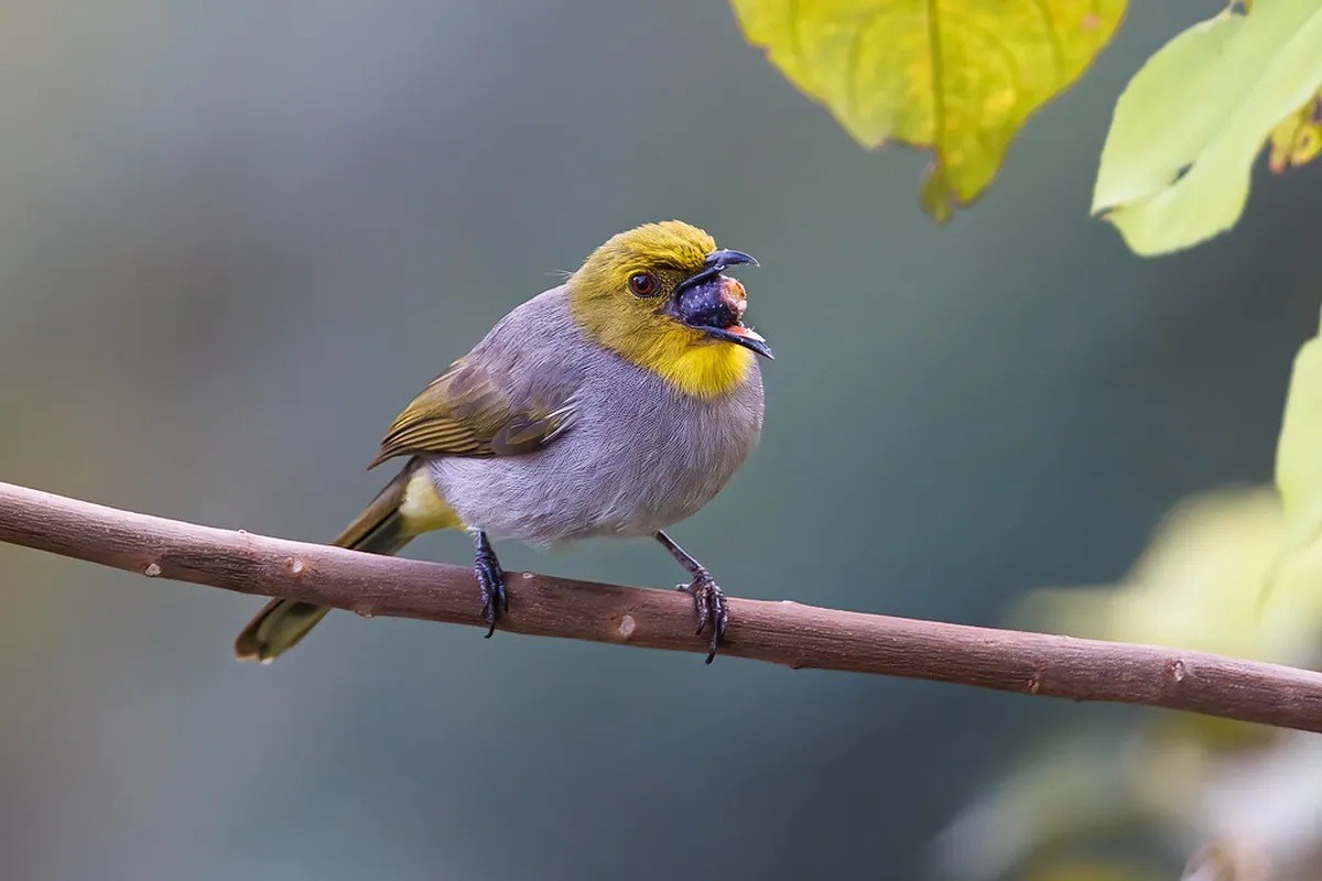 Where to Eat on Brambrüesch Hiking Trails
