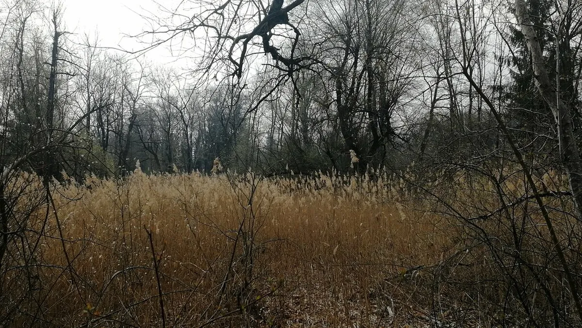 Best Aare River Walking Routes in Interlaken