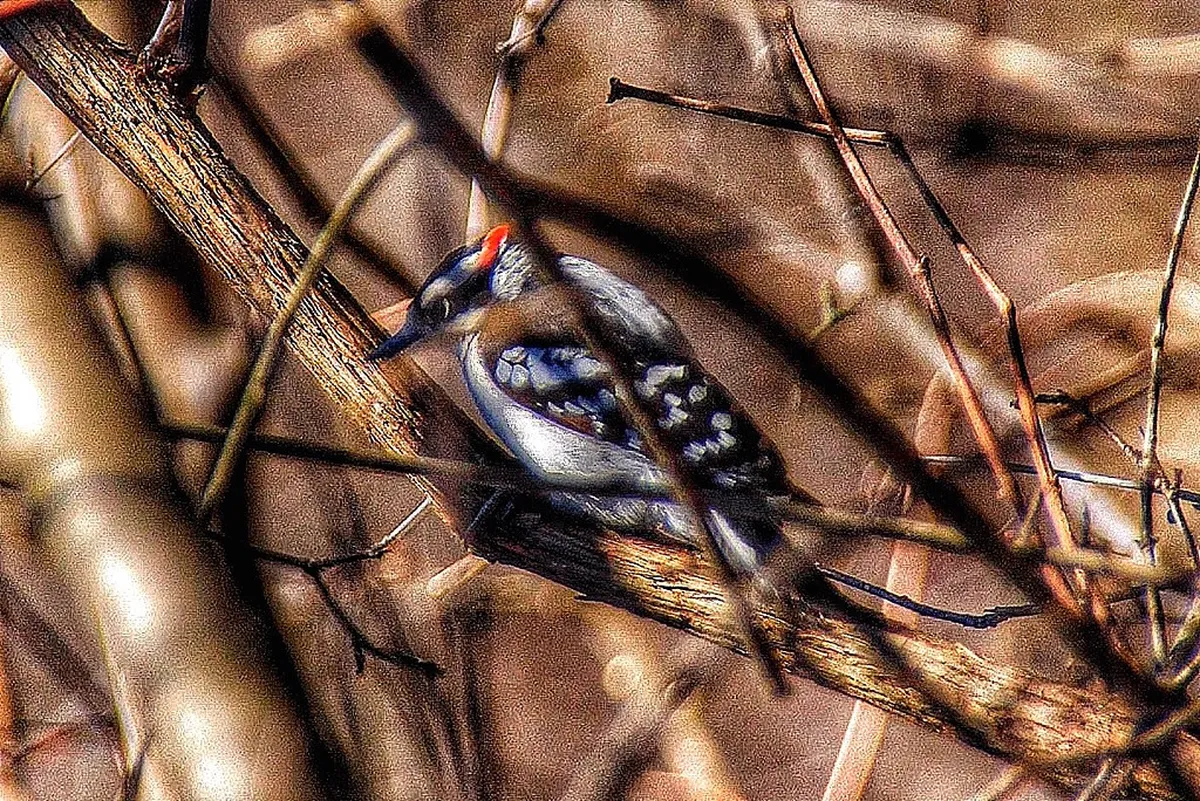 Family Picnic Areas on Interlaken Forest Trails