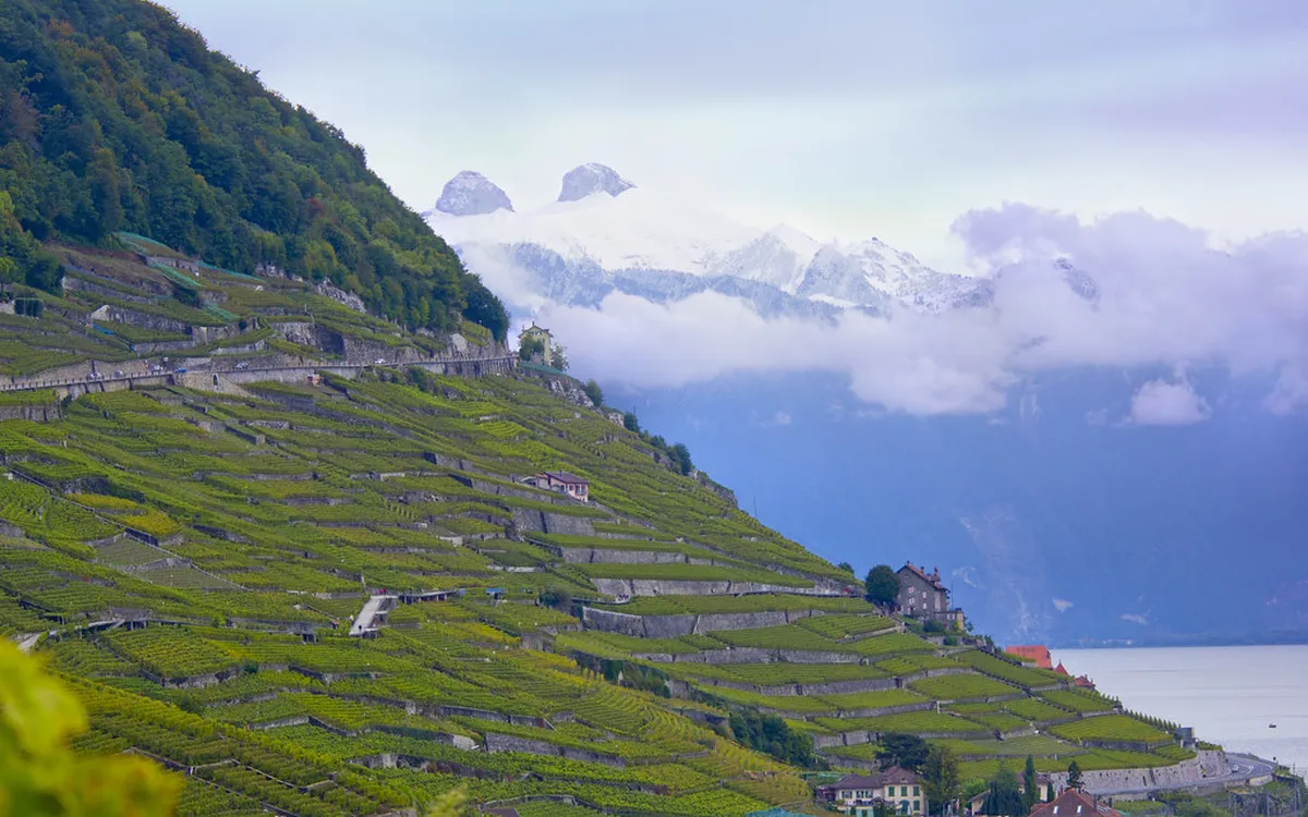 Lavaux Vineyard Hiking Trails 2026: The Ultimate Guide