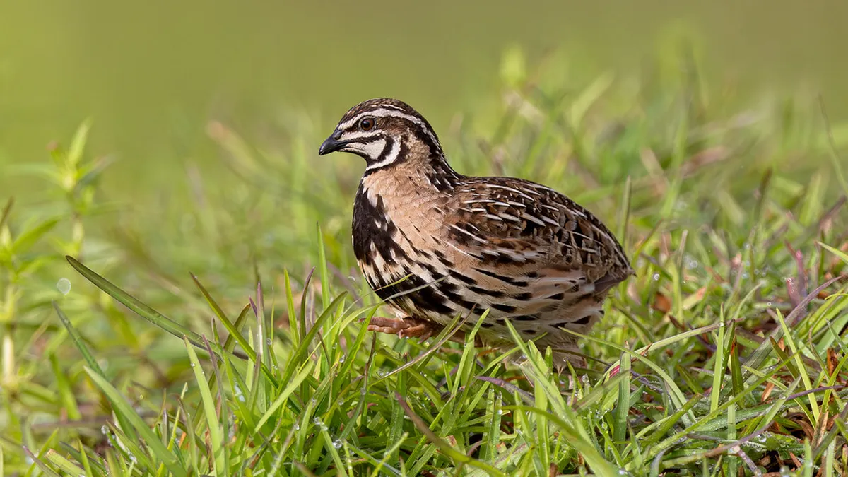 7 Easy Nature Walks for Kids Near Lucerne
