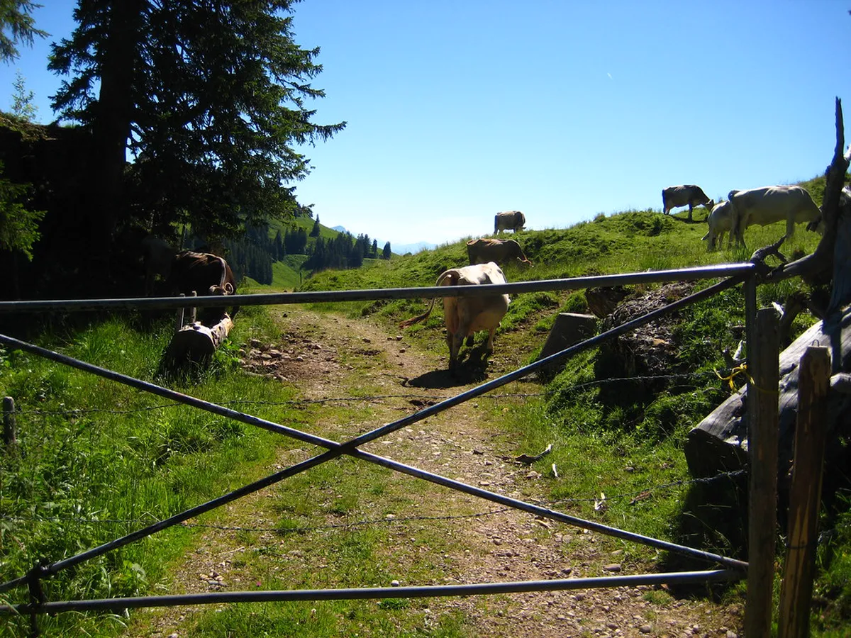 Best Mt Rigi Hiking Trails: A Guide for 2026