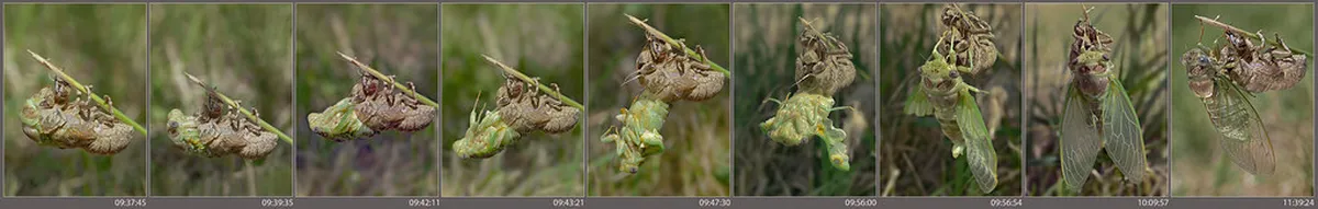 Best Photo Spots on Olive Grove Trail Lugano