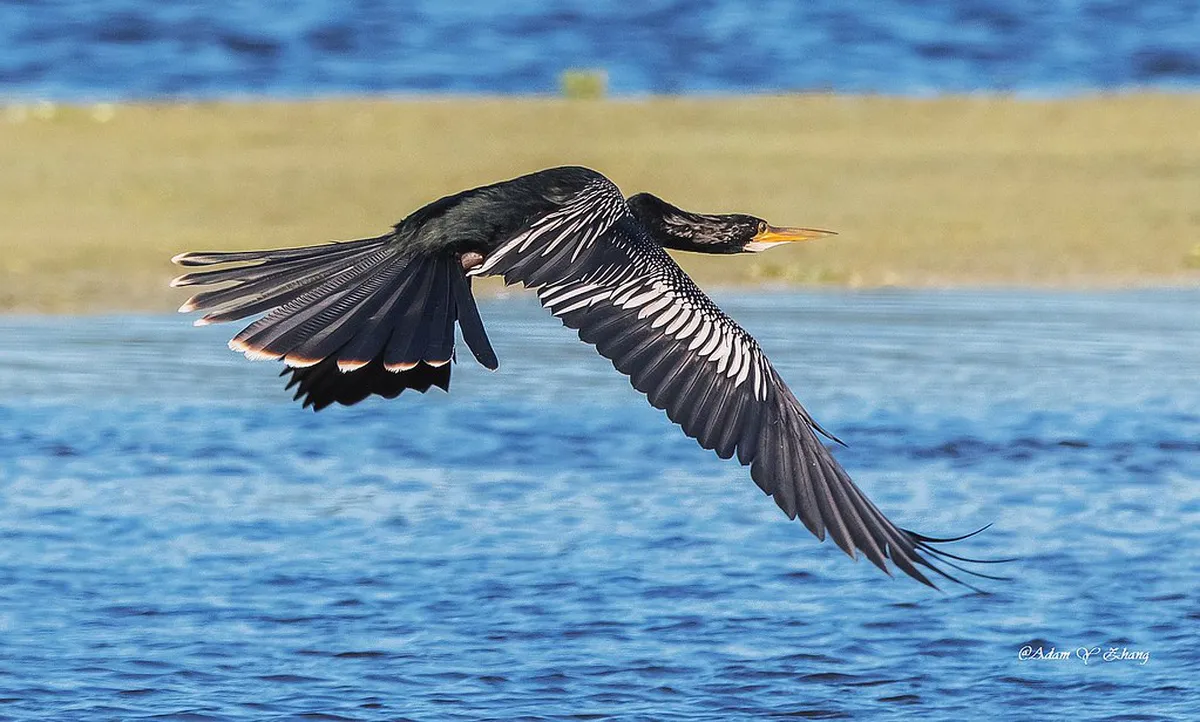 How to Walk the Olive Grove Trail Lugano: 2026 Guide