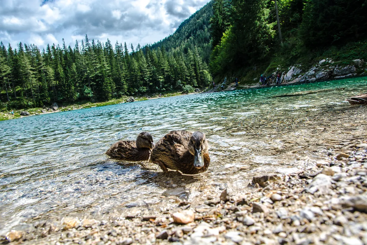 What Animals to See in Lugano Forest Trails Lugano