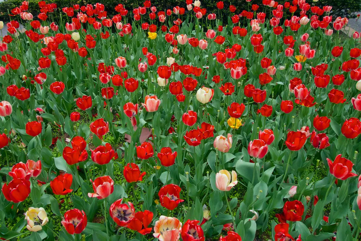Best Time to See Spring Flowers in Montreux 2026