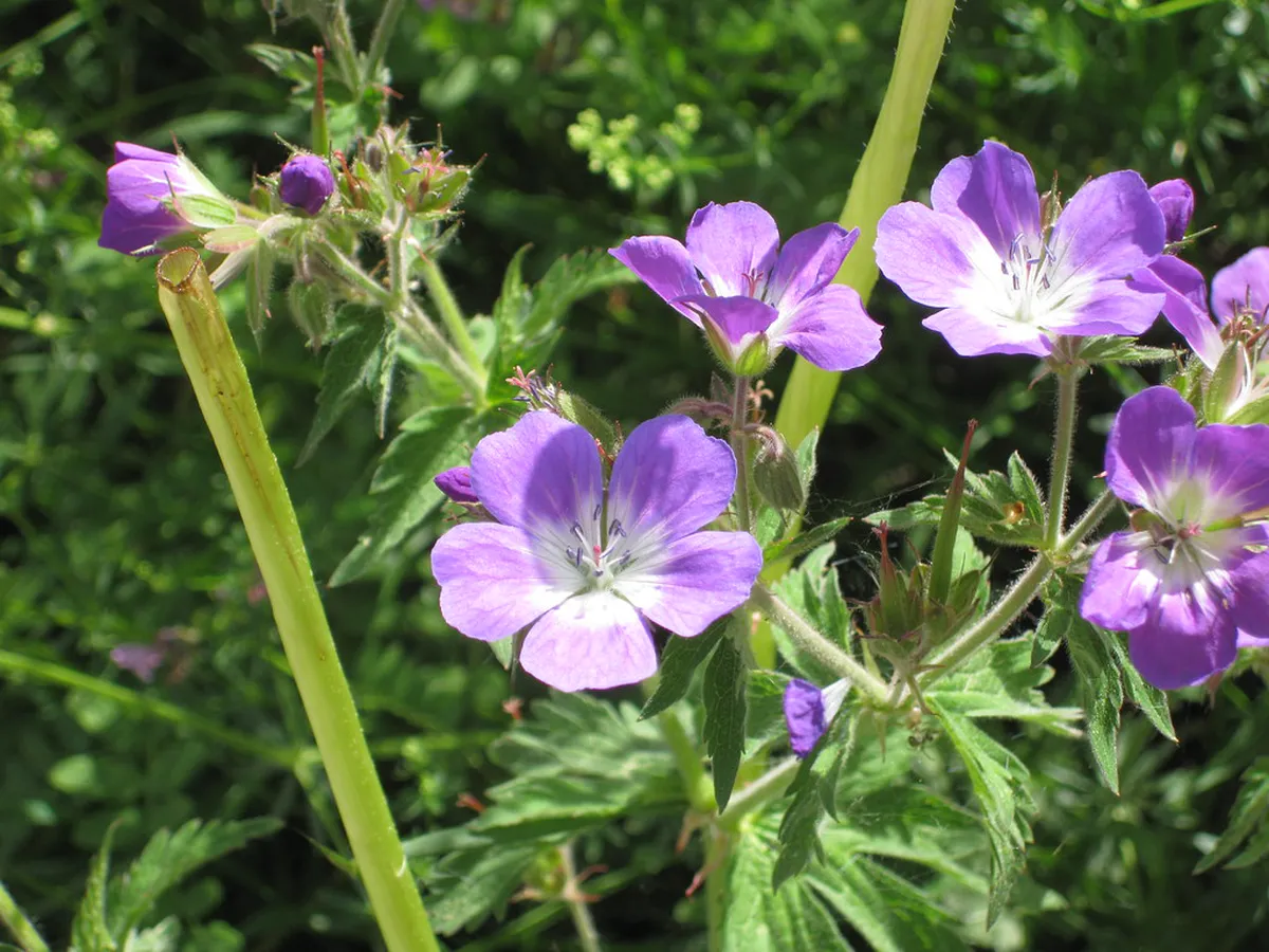 Montreux Flower Walk Map: 2026 Guide