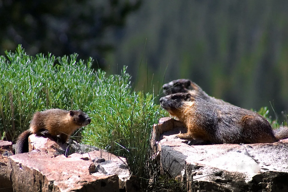 Seeing Marmots on the Rochers-de-Naye Walk
