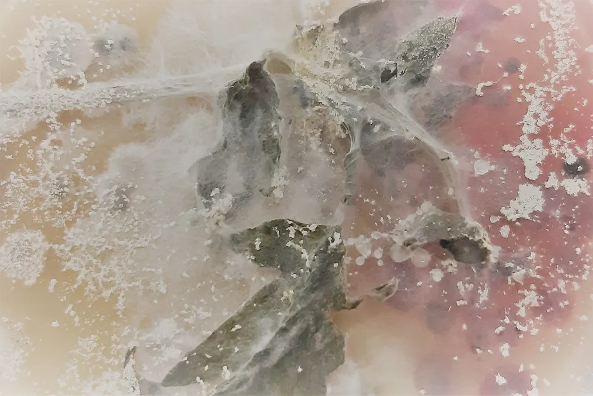 Accessibility of Neuchâtel Botanical Garden Walking Paths