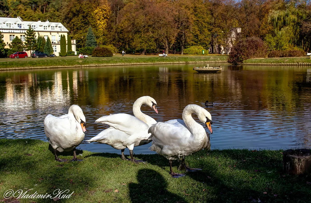 Family Walks in Vevey: Best Scenic Routes for 2026