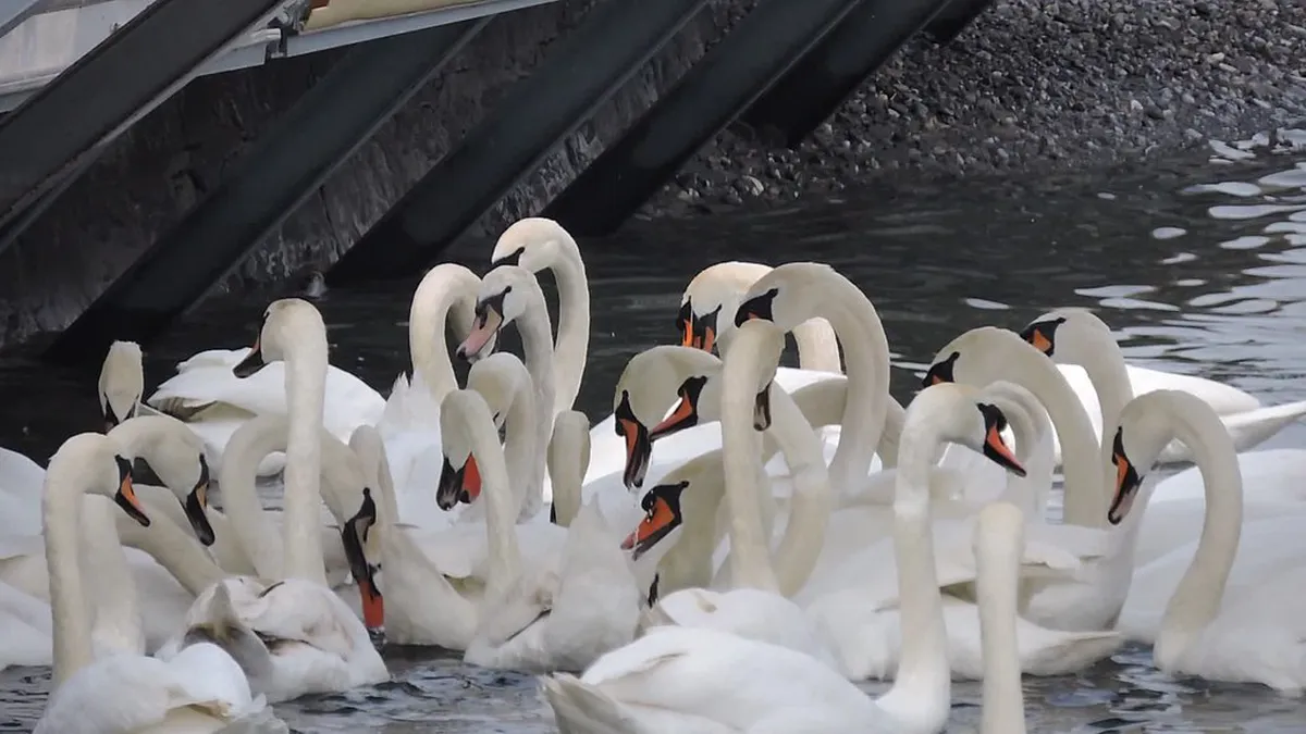 Feeding Swans on the Vevey Lakeside Walk: Top Tips