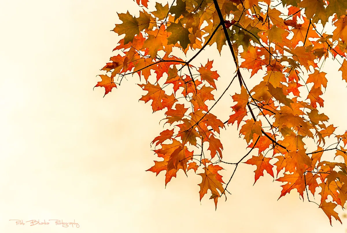 Seasonal Plant Changes on Vevey Nature Trails