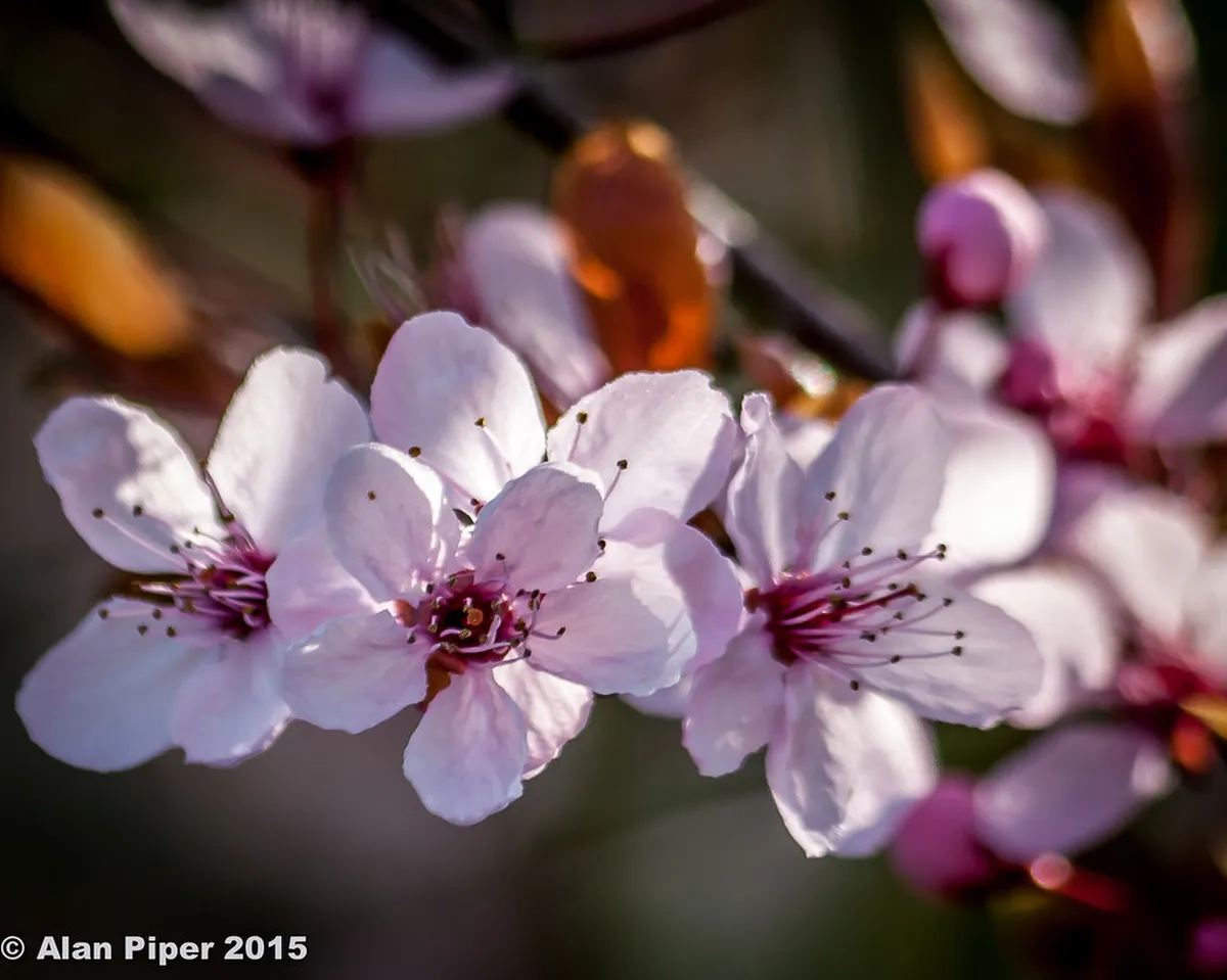 Spring Flower Displays on Vevey Promenade