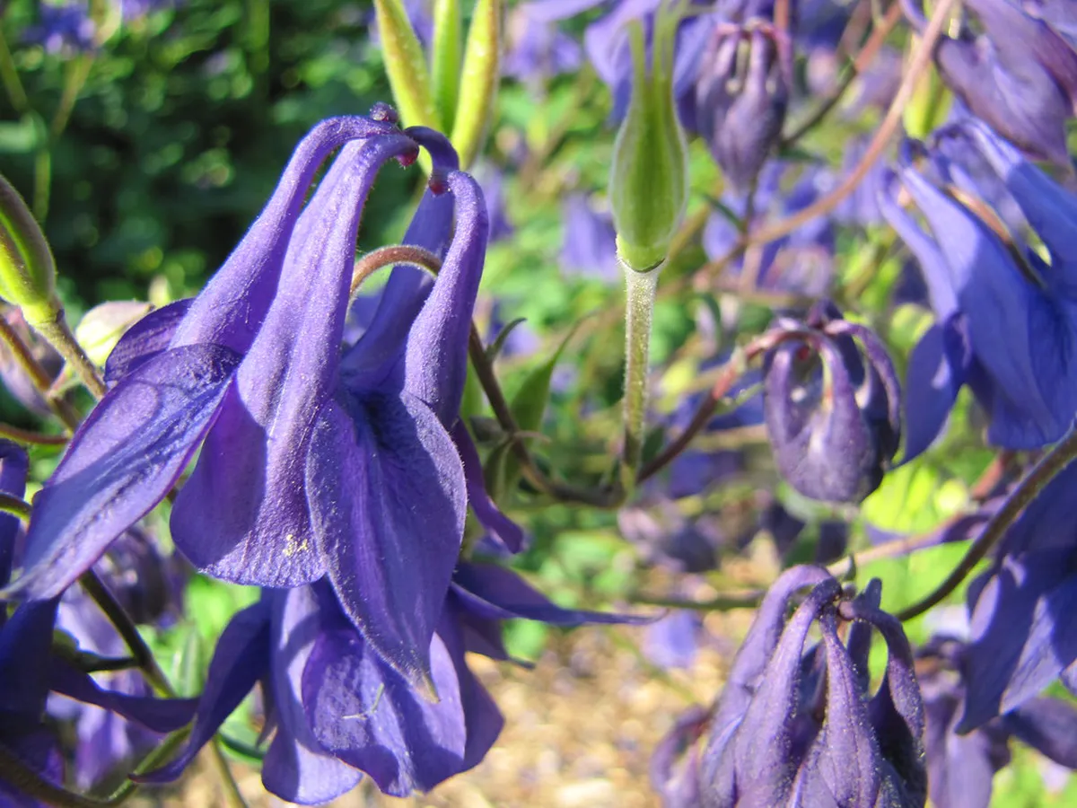 Vevey Flower Trail Walks: A 2026 Guide