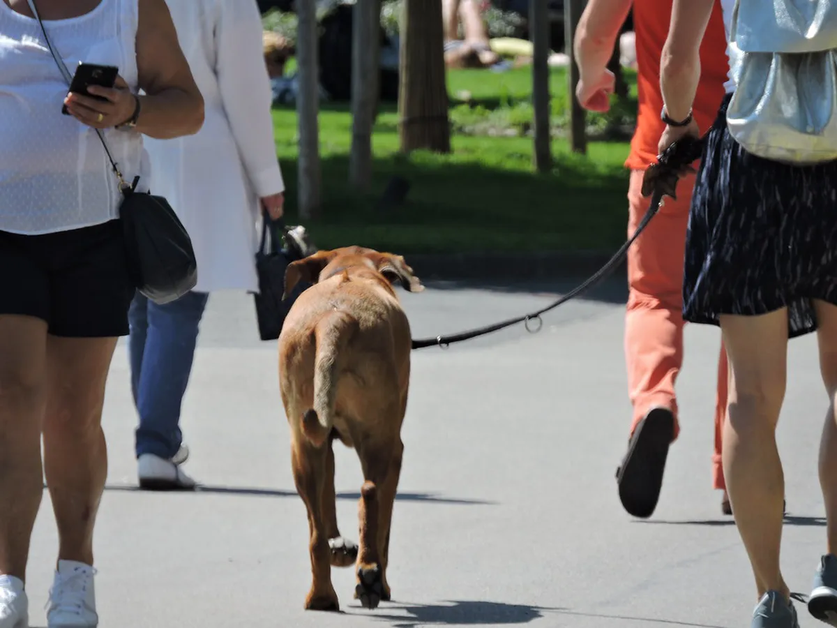 Walking from Vevey to Chexbres Vineyards: 2026 Guide