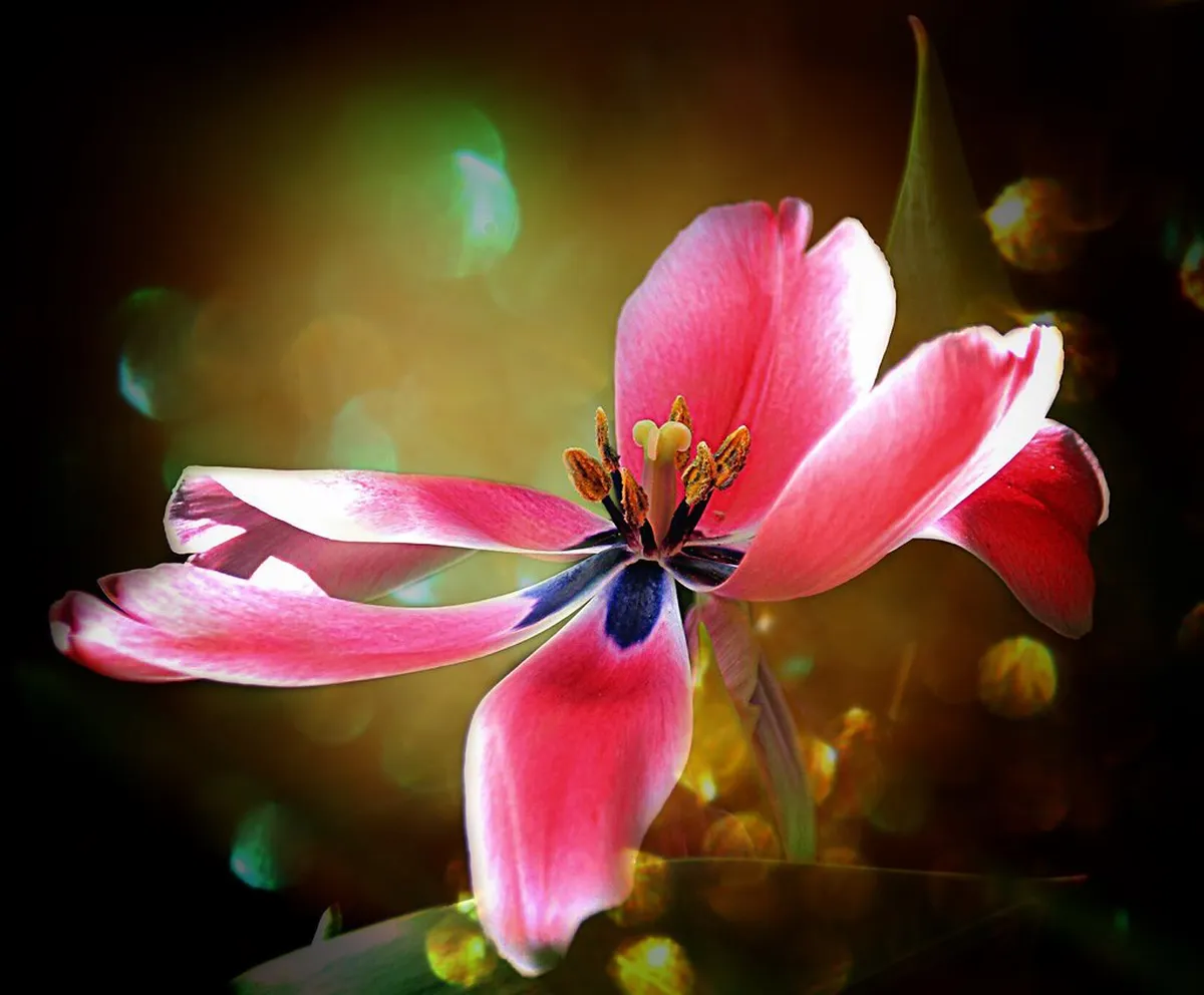 Walking Tour of Vevey Market Square: 2026 Guide