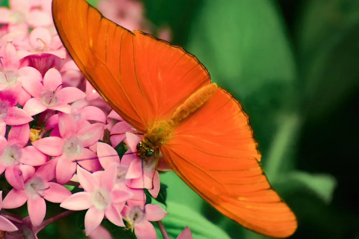 Flora and Fauna on Gornergrat Walking Trails