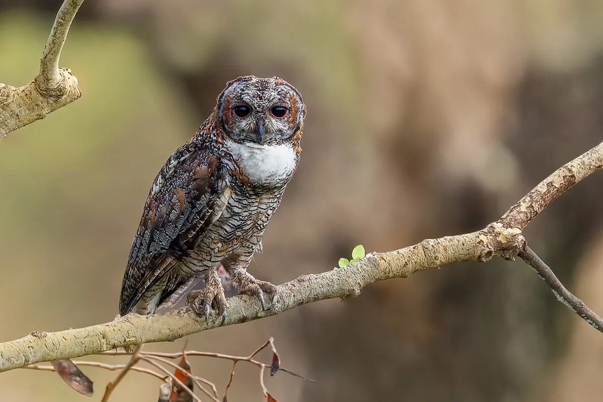 Wildlife Spotting in Dolder Forest Zürich Trails