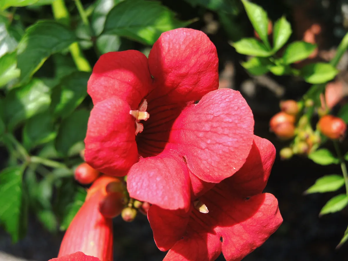 Zürich Botanical Garden Walking Paths Guide